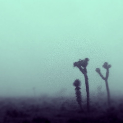 FOGGY DESERT