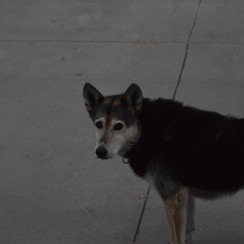 ~ HELL HOUNDS ~