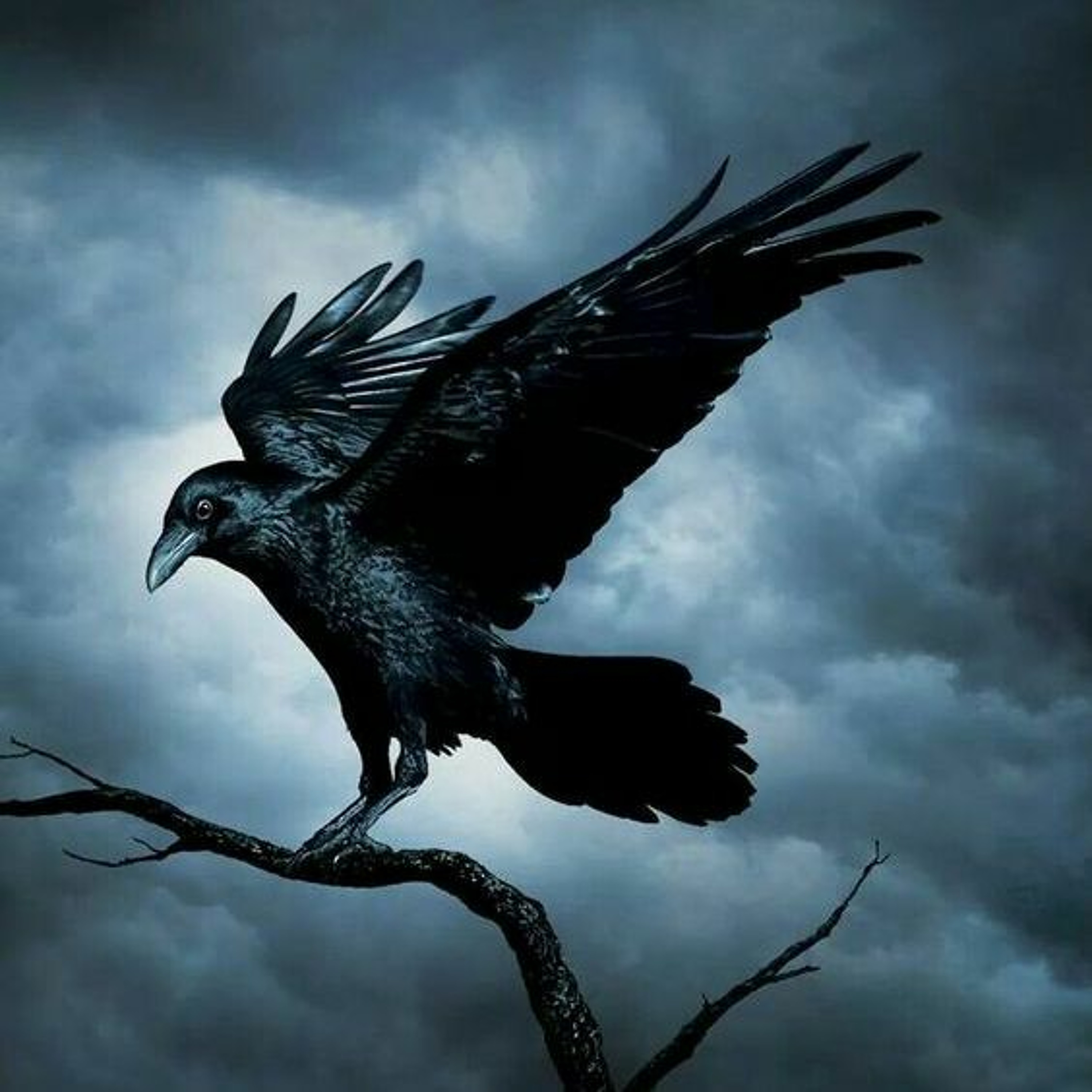 Blackbird demo # episode artwork