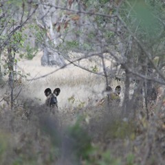 Wild Dog barks, Wild Dog pups whining, Lions