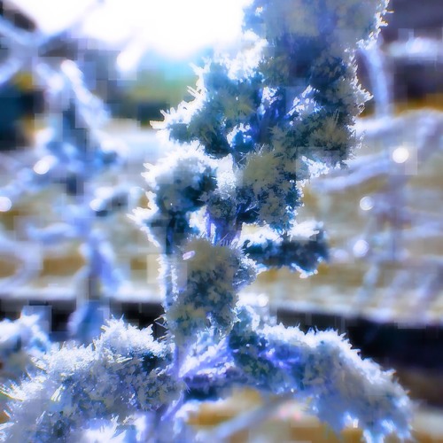 Frost Flower
