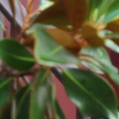 SAYLOR (Prod. J S H) (Ft. Shiloh)