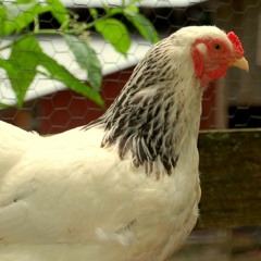 Junglebuddy - Chicken