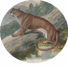 THE PANTHER PROJECT // Interview Sample # 3 - Frankie Remer