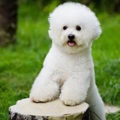 Magic 4 Dogs On The Radio 001