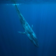 Music of Blue Whale Challenge