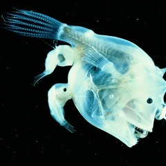 Bassappella - Weird Fishes Outro - Radiohead Cover