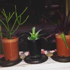 Green Tea Succulents