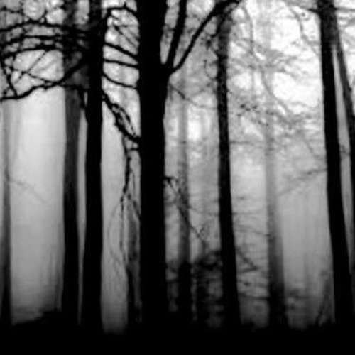 Lost in The Forest