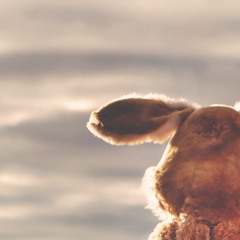 The enigmatic Albino