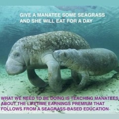 An Odd Manatee Fanfare...
