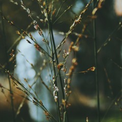 Soular Order - New Beginnings