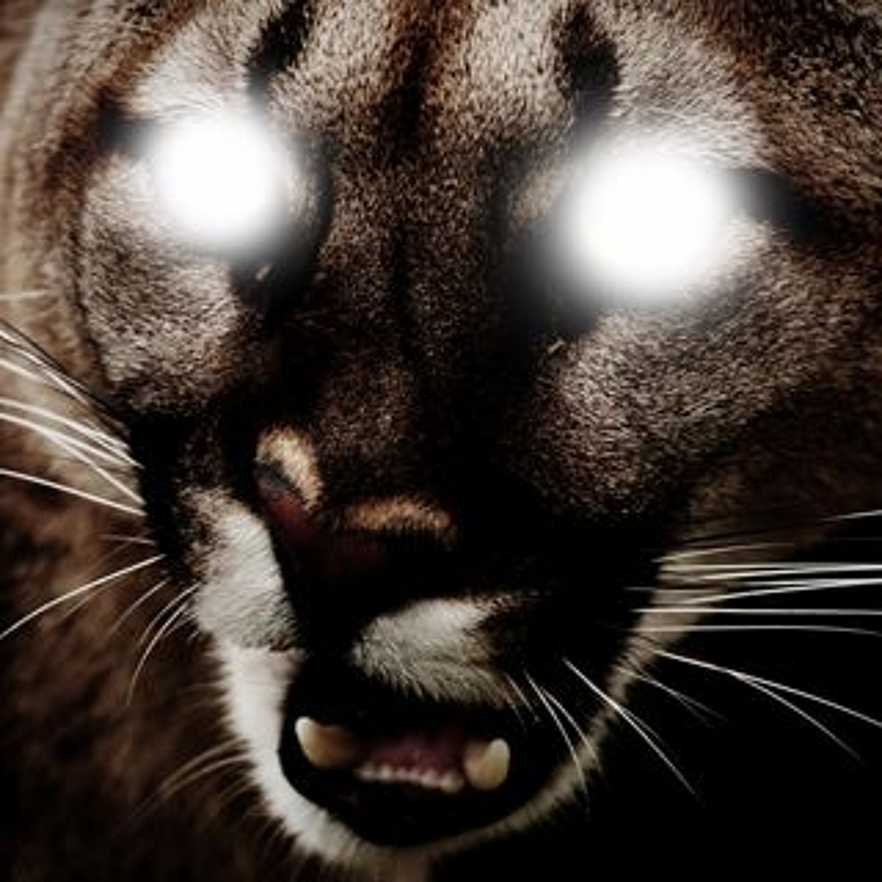Sasquatch On The Border / Snap Judgment, "Campfire Tales IV: Primal"