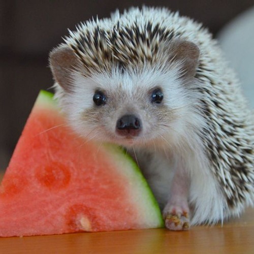 Brian - Funky Hedgehog 2017 (demo tune)