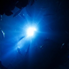 microdream - deep sea