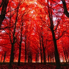 Dope Digs August '17