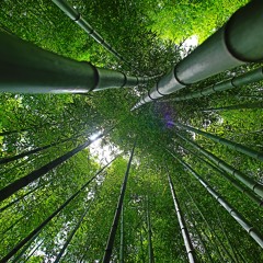 Sound Design | In the Magic Forest