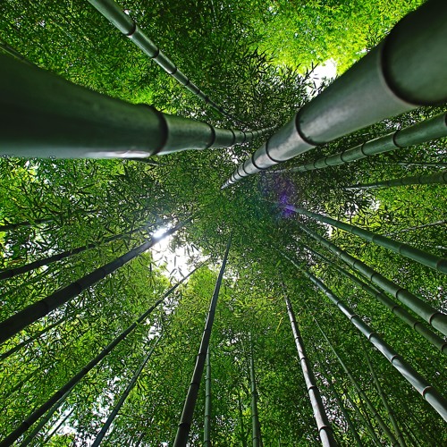 Sound Design | In the Magic Forest