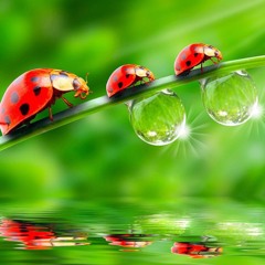 Drops - Tracks