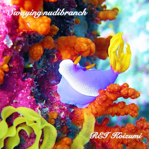 Swaying Nudibranch