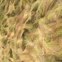 Dont Let It Dream feat. SteelyVibe