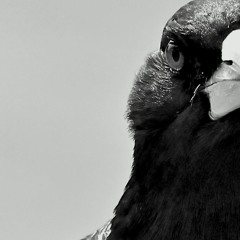 Magpie
