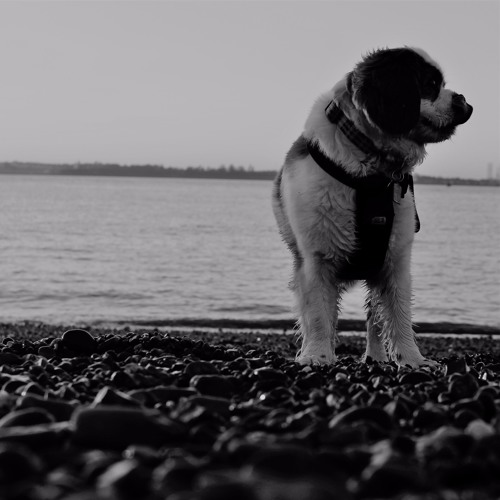 HouseHound Podcast Vol 6
