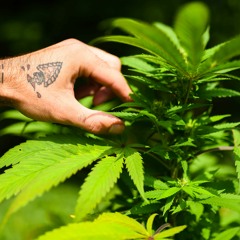 Bodycheck (prod. mattielowkey)