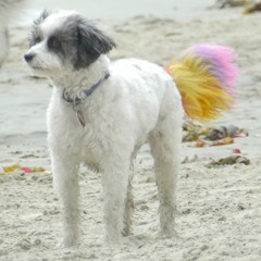 if you like dogs loop