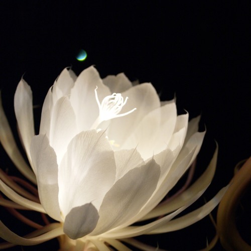 Stream 月下美人 17 By Mizuki Ono 大野 瑞季 Listen Online For Free On Soundcloud