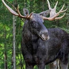 Nico Rygh - Beat Dos