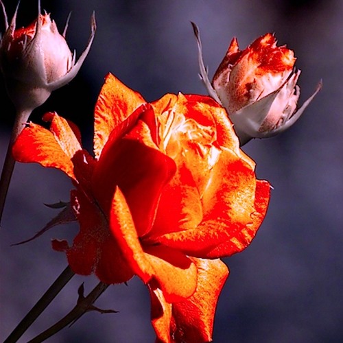 Resplandor - Until She Comes (The Psychedelic Furs Cover)