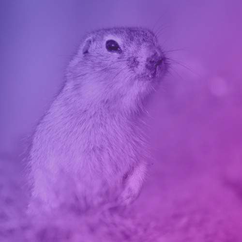 Weasel Disco - What A Difference (Original Mix)