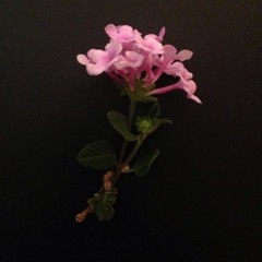 Lover - Like (Prod. by The First Matter)