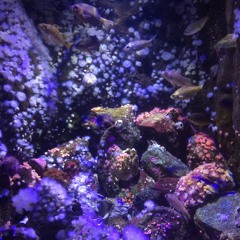 Alternative Fact no 1