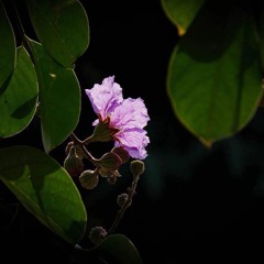 CRUSH (크러쉬) – Castaway (Feat. MISO)