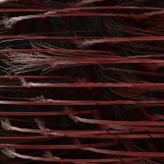 Roe Deers -  Woodstock #4