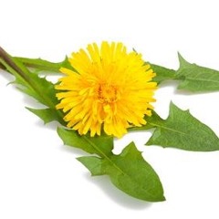 Compote De Pissenlit