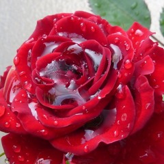 Emotional Labor Queen #7