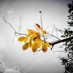 autumnal_dubs_1709