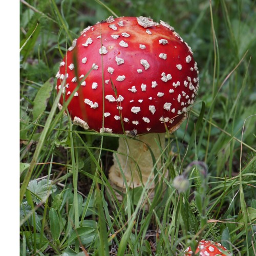 Fly Agaric