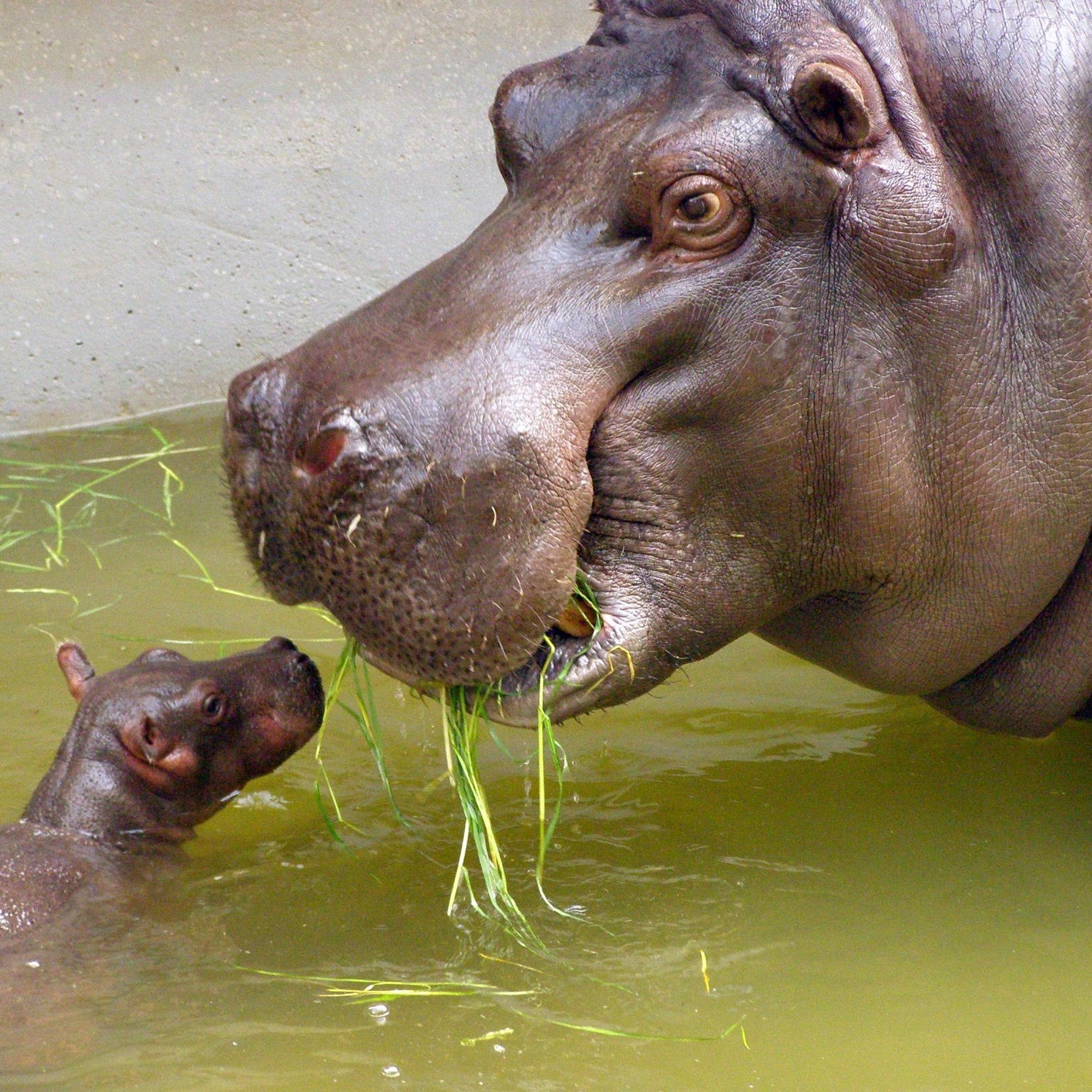 Hippo Hop episode artwork