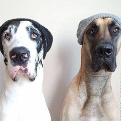 WooDog Records presents PIAZER & TIAGO  - Big Dogs |