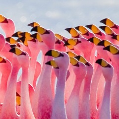 Flamingos recorded 1984 by Westdeutscher Rundfunk