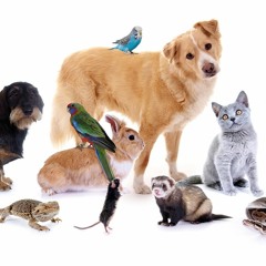 Apocalypse En Supermarché (Jacques Rebotier)