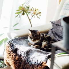 ↠↠ autumnal・bliss ↞↞