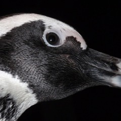 The Unexpectables - Gripples' Theme