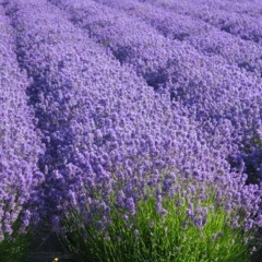 Sparta Lavender Base