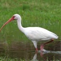 Aussie Made A Song For Birds - The Ibis