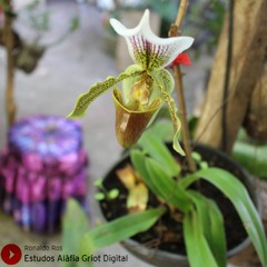 Estudos Alàfia Griot Digital - Ronaldo ROS